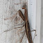 Praying Mantis