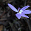 Wax lip orchid