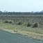 Tumbleweed