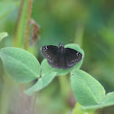 common sootywing