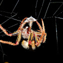 Orb Weaver Spider