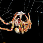 Orb Weaver Spider