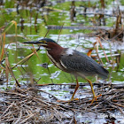 Green Heron
