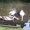 Swan