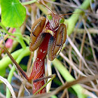 Chinese Mantis