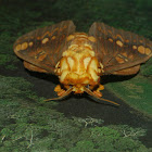 Regal Moth