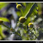 Pineapple Weed