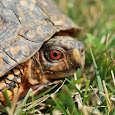 Reptiles of the East U.S.