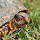 Reptiles of the East U.S.