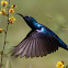Purple Sunbird