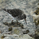 Purple Sandpiper