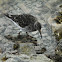 Purple Sandpiper