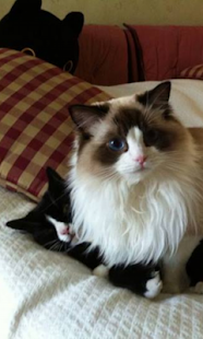 How to install Cat Wrestling Live Wallpaper 1.0 unlimited apk for pc