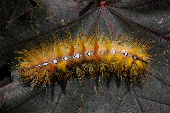 Spotting Image 1
