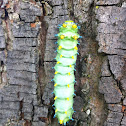 Cecropia moth (caterpillar)
