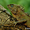 Negros forest dragon