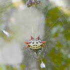 Spiny Orb Weaver Spider
