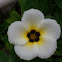 White Alder