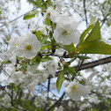 Flor de Ginjeira