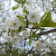 Flor de Ginjeira