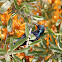 Purple Sunbird