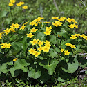 Marsh Marigold