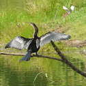 Anhinga