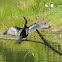 Anhinga