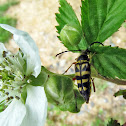 Zebra longhorn beetle