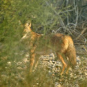 Coyote