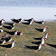 Black Skimmers