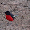 Crimson-breasted Shrike