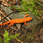 Eastern (Red-Spotted) Newt