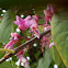 Judas tree