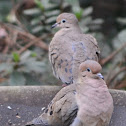 Mourning Dove