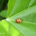 Mariquita - Lady bug