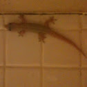 Common House Gecko