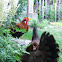 Styrian chicken