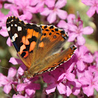 Painted Lady