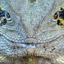 Eastern Water Dragon