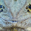 Eastern Water Dragon