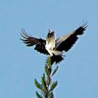 White-tailed Kite