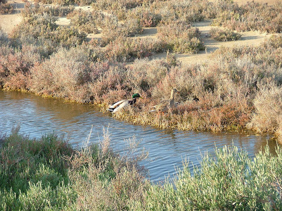 Spotting Image 1