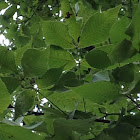 Shagbark hickory