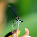 Black-kneed Featherlegs (白狹扇蟌)