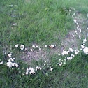 fairy ring