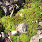 Moss