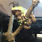 Giant Monkey frog