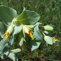 squash blossoms