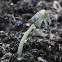 Inky cap